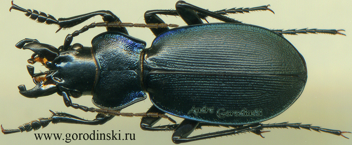 http://www.gorodinski.ru/carabus/Cechenochilus adangensis.jpg